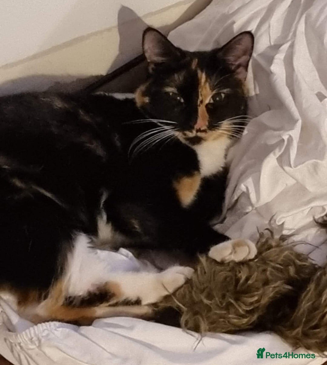 Mixed Breed cats for sale: Fluffy affectionate maine coon x norwegian forest - Image 20