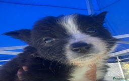Border Collie dogs for sale: Lovely black and white Border Collie puppies.  - Image 5