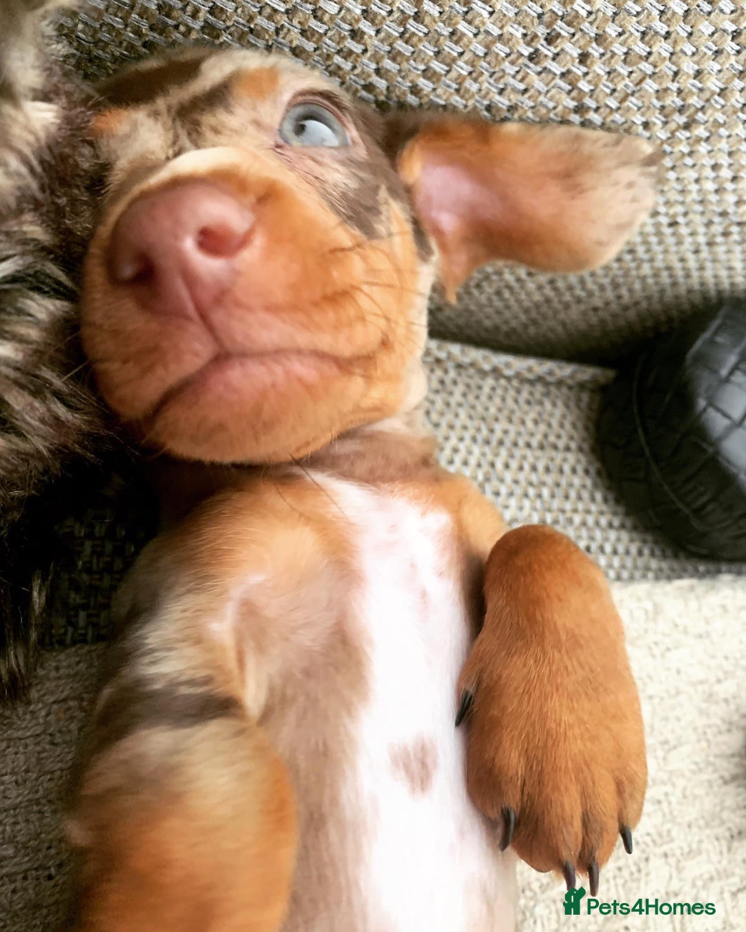 Miniature Dachshund dogs for stud: Proven KCReg Chocolate & Tan Dapple Dachshund Stud - Advert 9