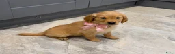 Golden Retriever dogs for sale: READY NOW* KC Dark Golden Retrievers 🧬 - Advert 4