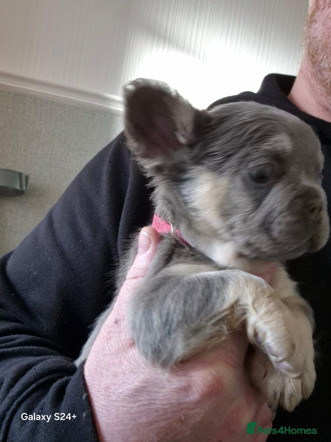 French Bulldog dogs for sale: Kc registered fluffy French Bulldog  - Advert 6