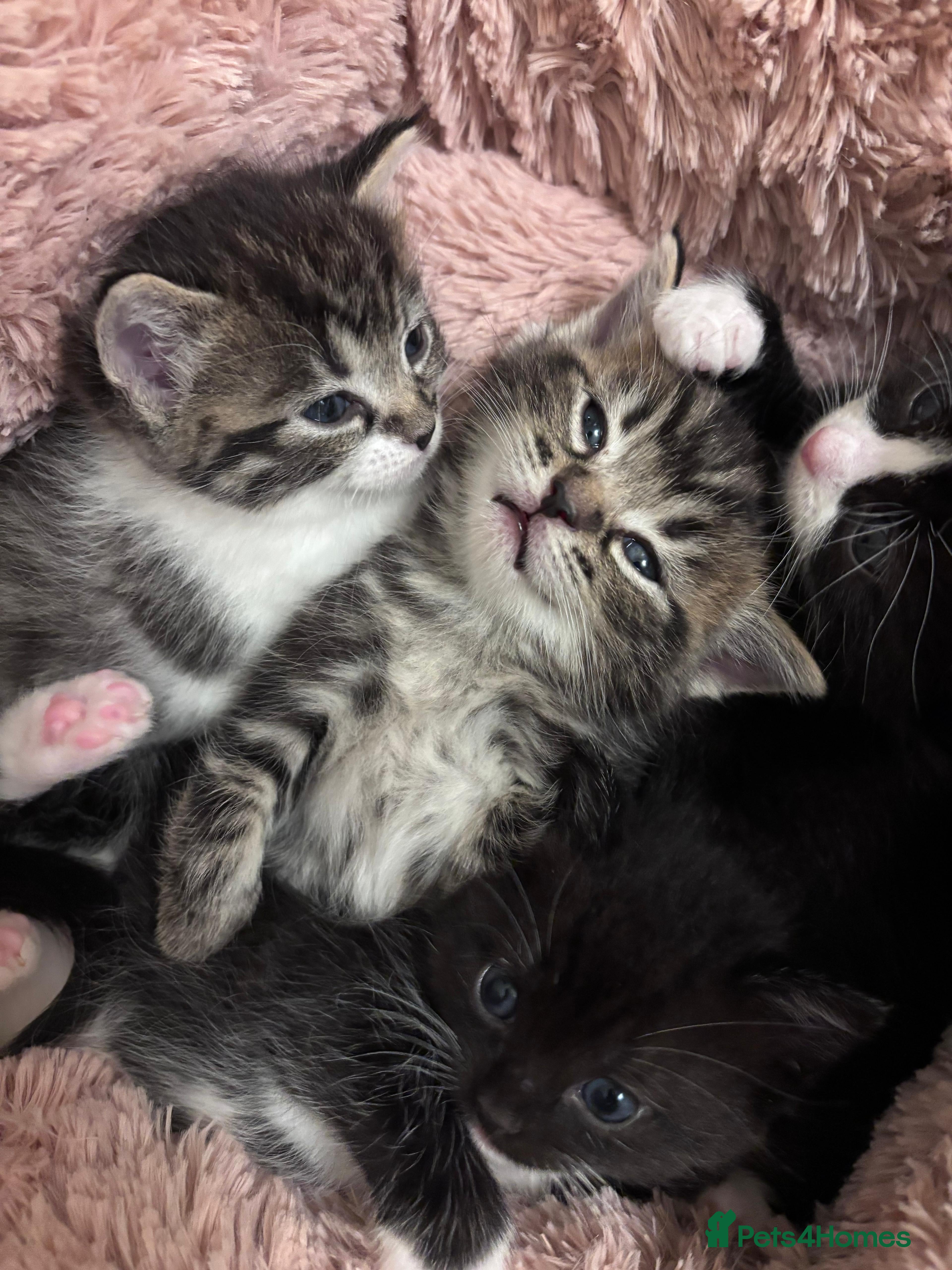 Mixed Breed cats Beautiful Ragdoll mixed kittens for Sale  - Advert 3