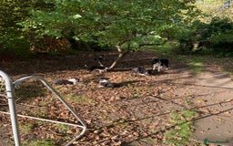 Border Collie dogs for sale: Border Collie Puppies - Image 14