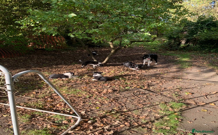 Border Collie dogs - Advert 16