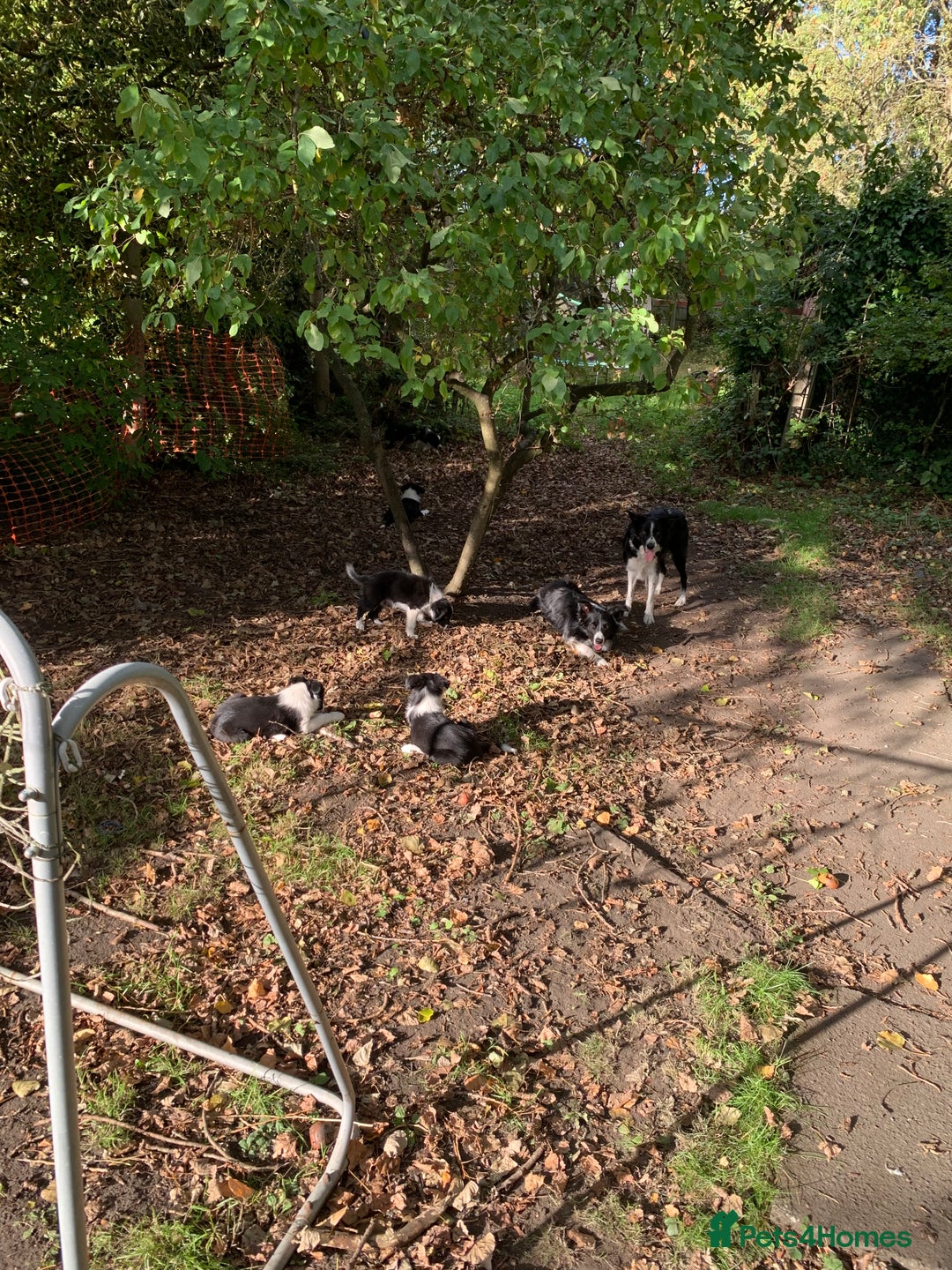 Border Collie dogs for sale: Border Collie Puppies - Image 14