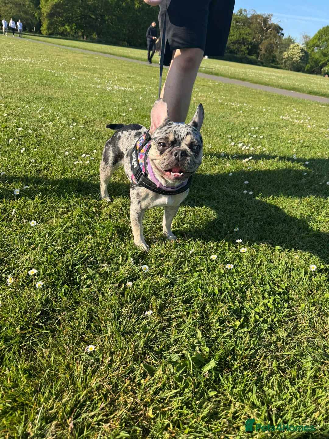 French Bulldog dogs for sale: 2 years 1 month - Advert 3