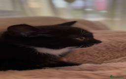 Mixed Breed cats for sale: Mix bread  - Image 7