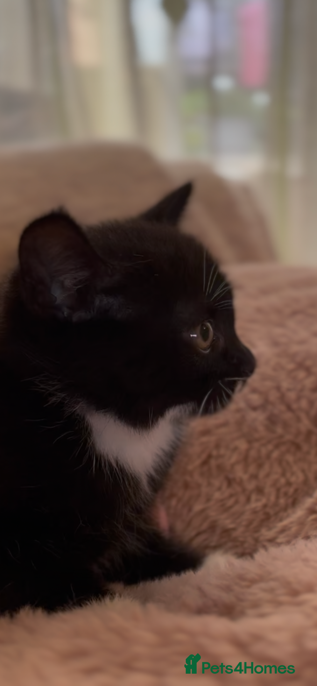 Mixed Breed cats for sale: Mix bread  - Image 7