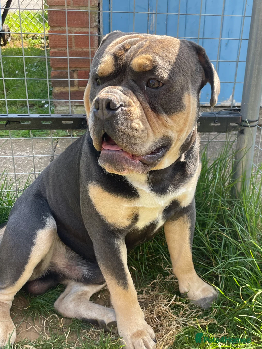 Olde English Bulldogge dogs for stud: Denzell  in Kettering - Advert 1