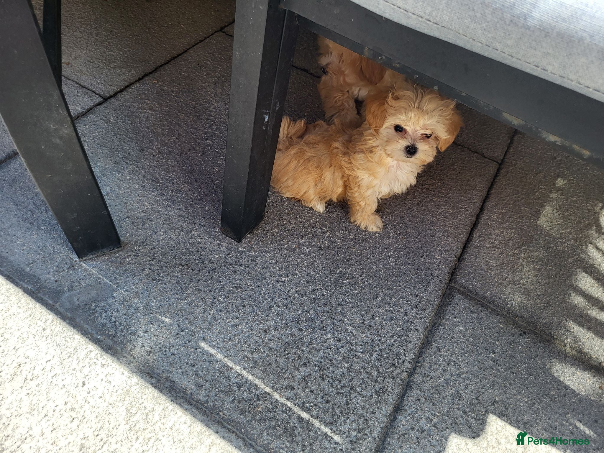 Maltipoo dogs 3 Gorgeous Asian F1 small Maltipoos - Advert 1