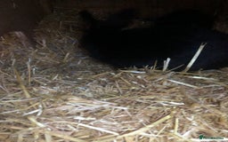 Alaska rabbits for sale: Alaskan rabbits  - Image 7