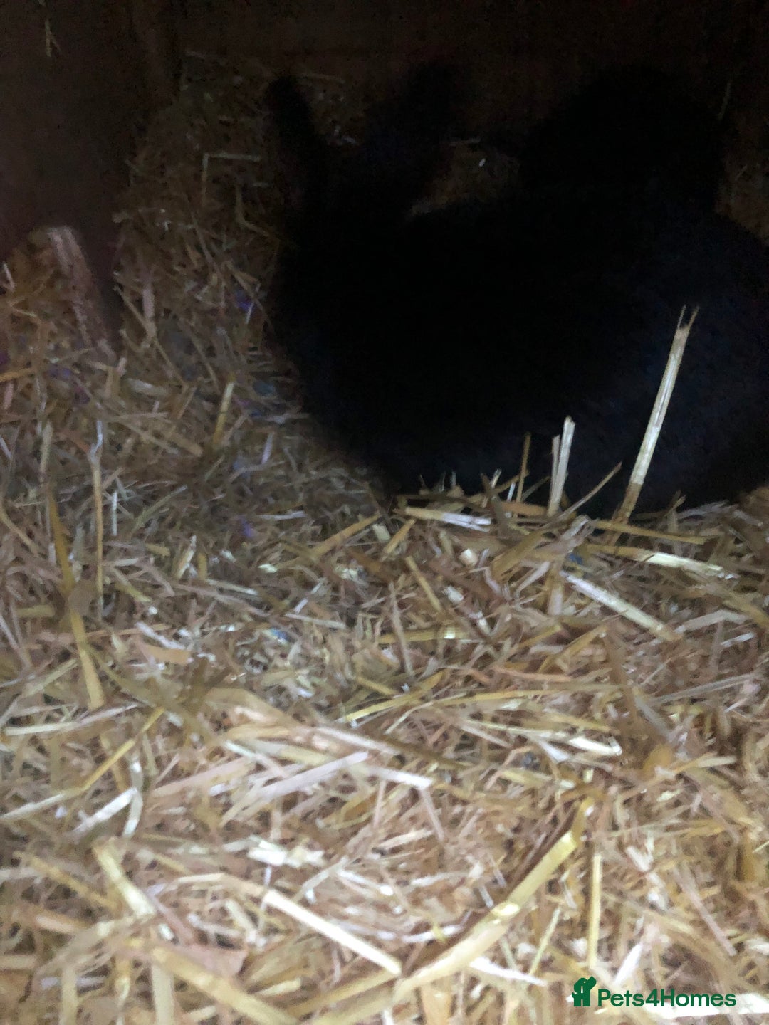 Alaska rabbits for sale: Alaskan rabbits  - Image 7