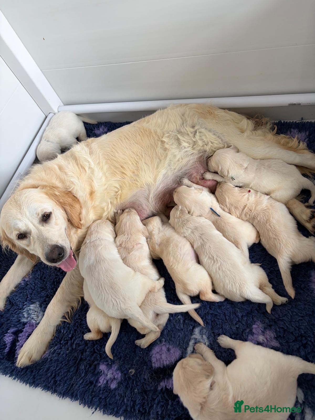 Golden Retriever dogs     Stunning KC Registered Golden Retriever Pups - Advert 2