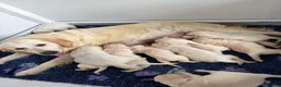 Golden Retriever dogs for sale:     Stunning KC Registered Golden Retriever Pups - Advert 3