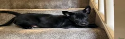 Belgian Shepherd Dog dogs for sale: Stunning Belgian Malinois Puppies  - Advert 6