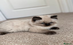 Ragdoll cats for sale: 10 week old Ragdoll kitten Male - Image 2