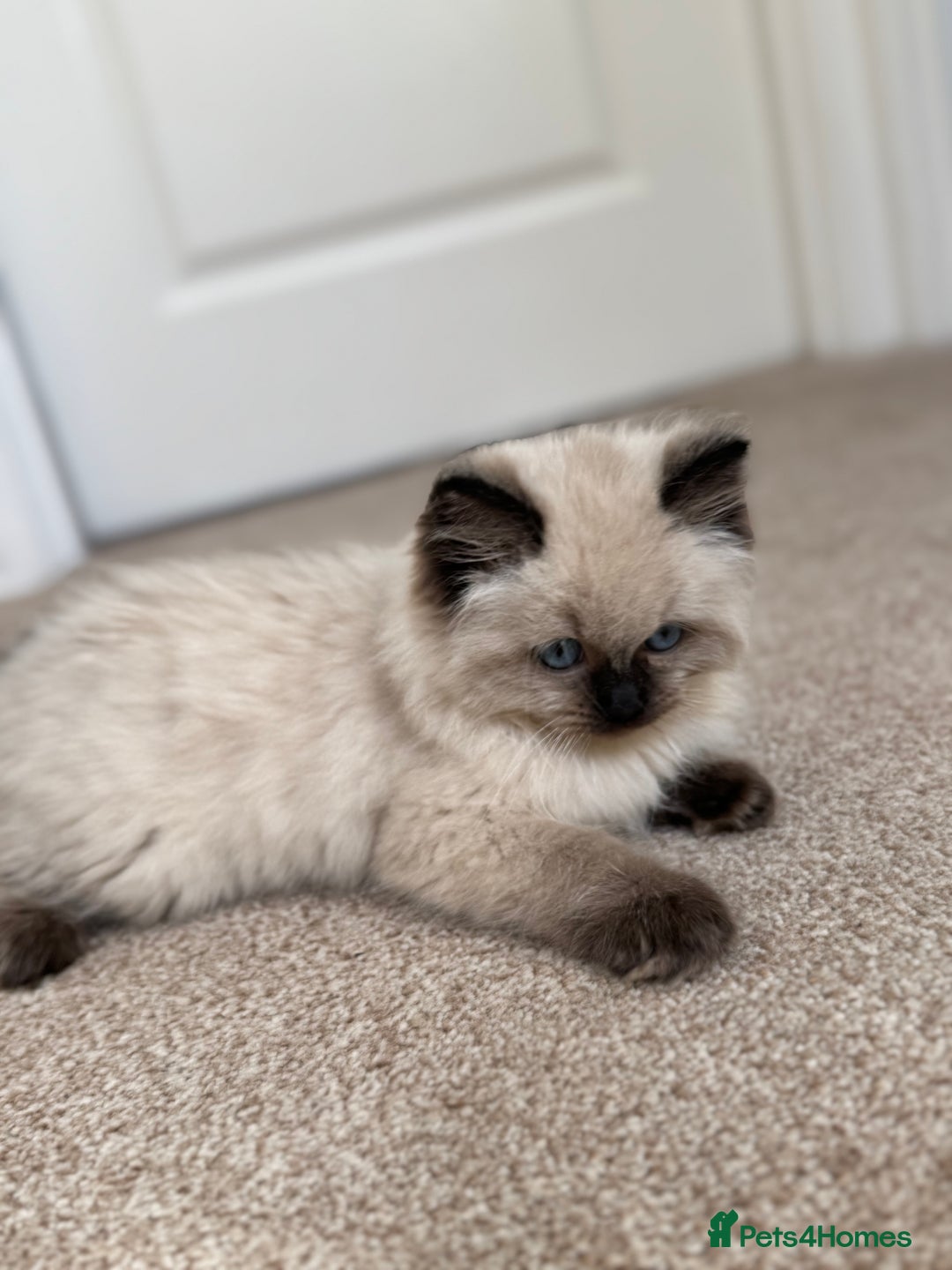 Ragdoll cats for sale: 10 week old Ragdoll kitten Male - Image 2
