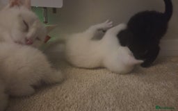 Mixed Breed cats for sale: 4 beautiful kittens ready in 2 weeks  - Image 8