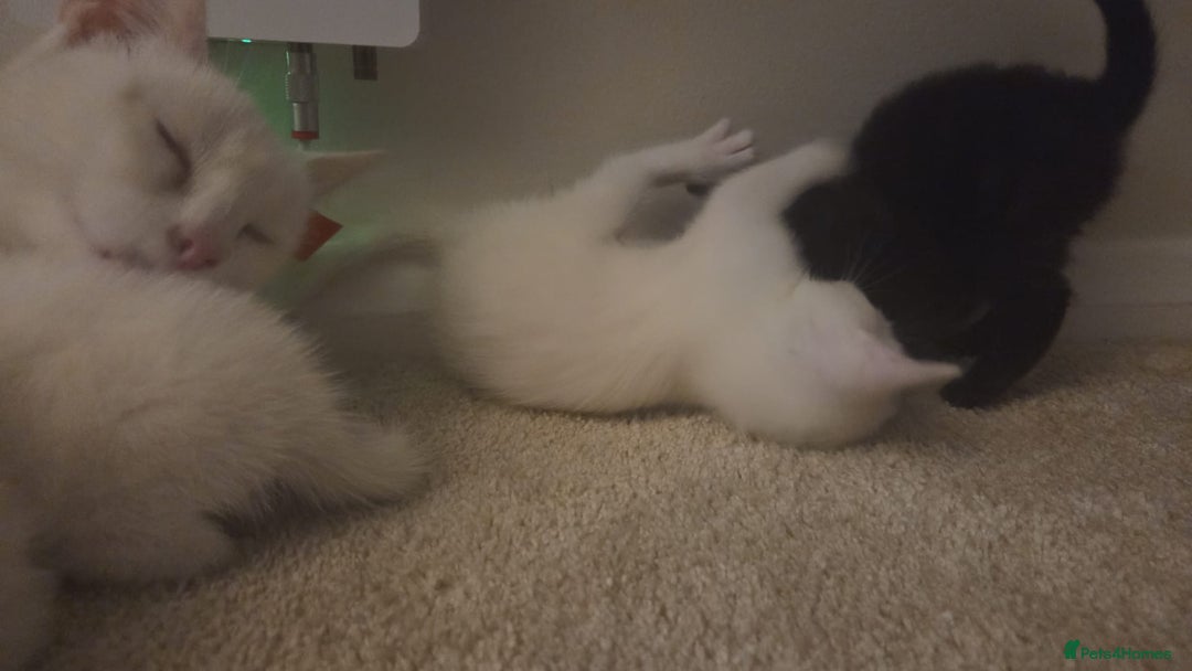 Mixed Breed cats for sale: 4 beautiful kittens ready in 2 weeks  - Image 8