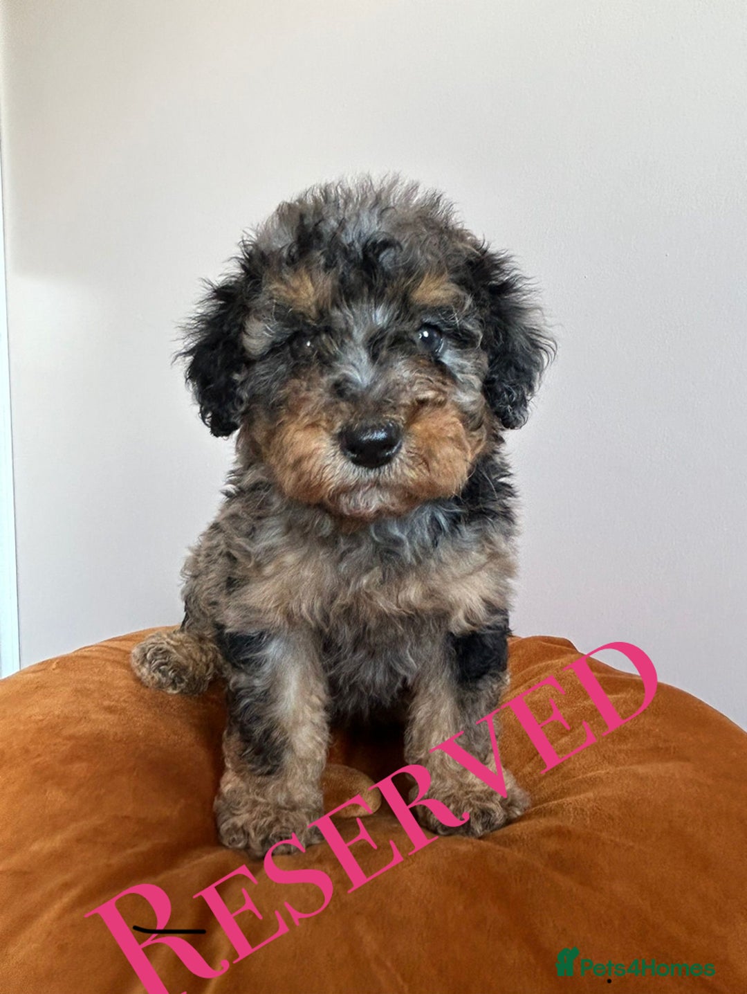 Cavapoo dogs for sale: 1 girl left 💕 f1b cavapoos ready now 🏡 - Image 37
