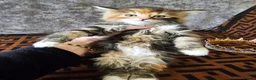 Maine Coon cats for sale:  Beautiful Siberian x Maine Coon Kittens Available - Advert 11