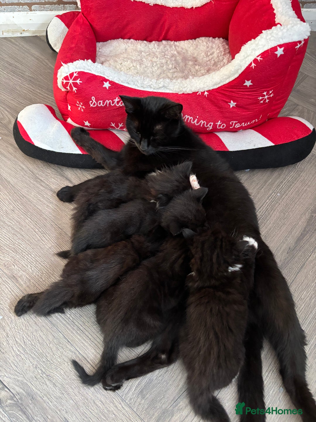 Mixed Breed cats for sale: Maine coon/ BomBay kittens  - Image 1