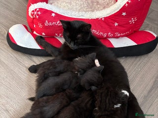 Mixed Breed cats - Advert 21