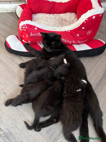 Mixed Breed cats - Advert 4
