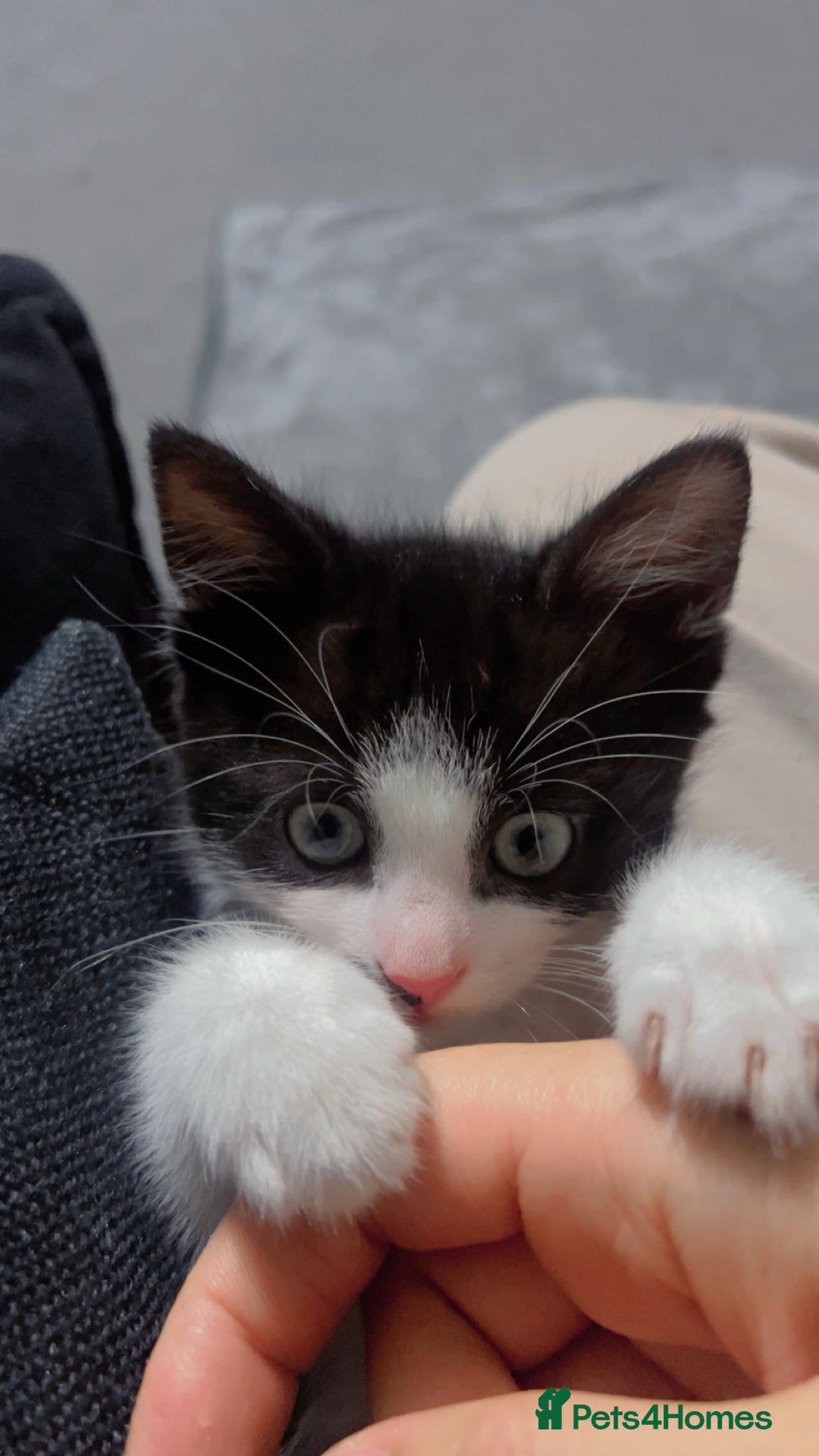 British Shorthair cats for sale: 11 Week Old Male Kitten Black & White Shorthair - Advert 4