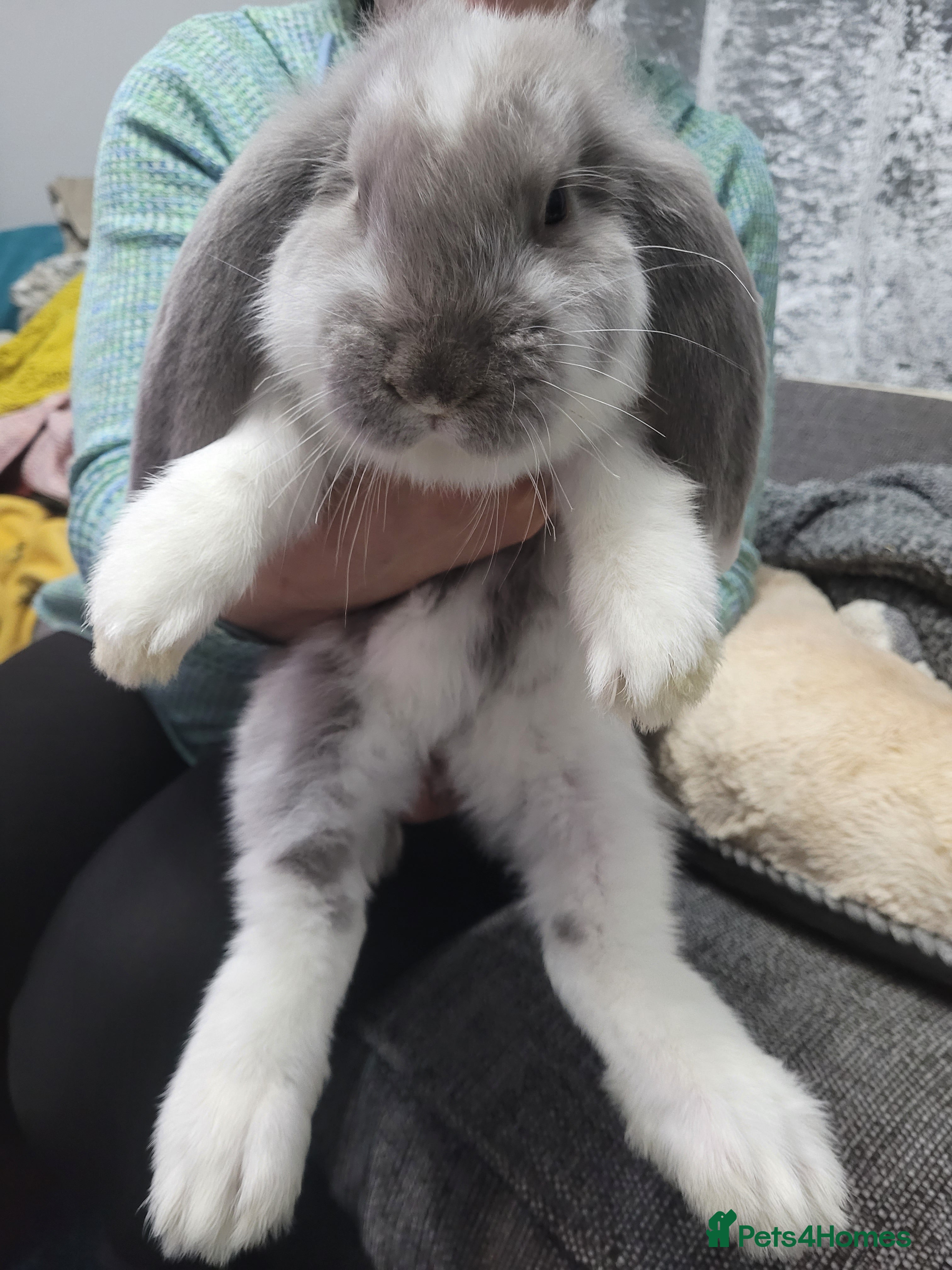 French Lop rabbits Pure Bred French Lop babies - Advert 2
