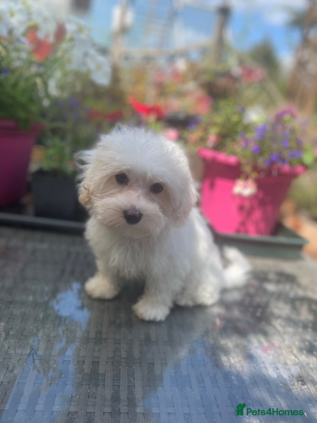 Maltipoo dogs for sale: RESERVED  Absolutely Stunning  Maltipoo GIRL - Image 7