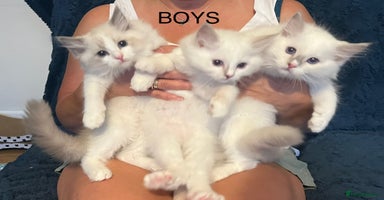Ragdoll cats - Advert 2