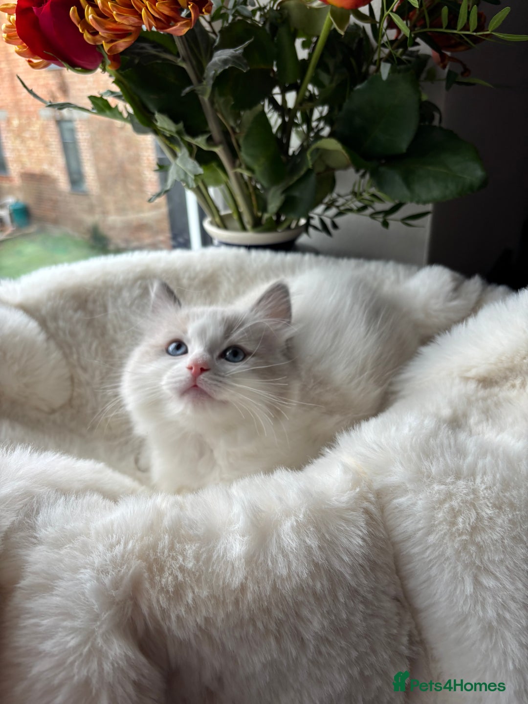 Ragdoll cats for sale: Beautiful two GCCF kittens. Blue Bicolour Ragdolls - Advert 36