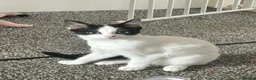 Mixed Breed cats for sale: 2 kittens looking for homes  in Preston - Advert 4