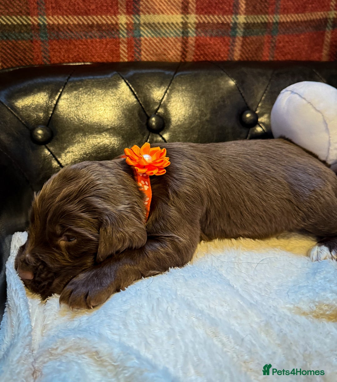 Cocker Spaniel dogs for sale: stunning chocolate and tri kc cocker spaniels - Advert 32