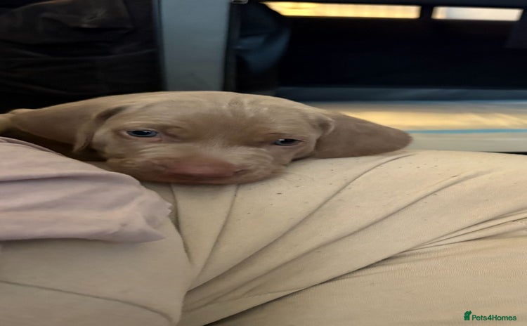 Weimaraner dogs - Advert 9