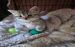 British Shorthair cats for sale: British short hair kittens - Image 12