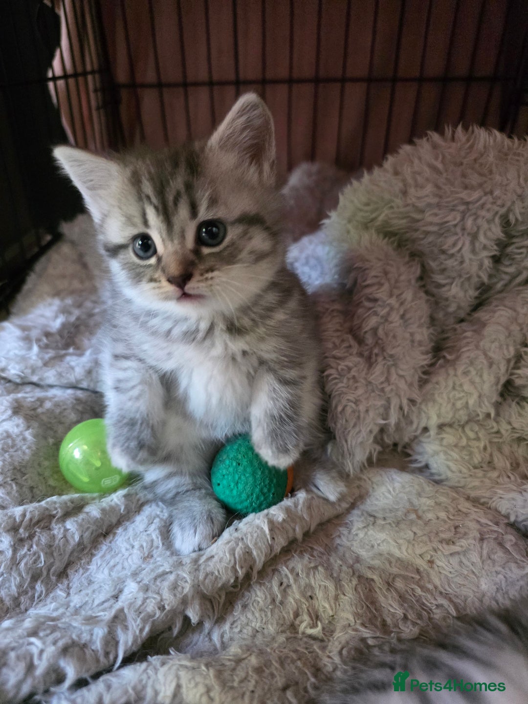 British Shorthair cats for sale: British short hair kittens - Image 12
