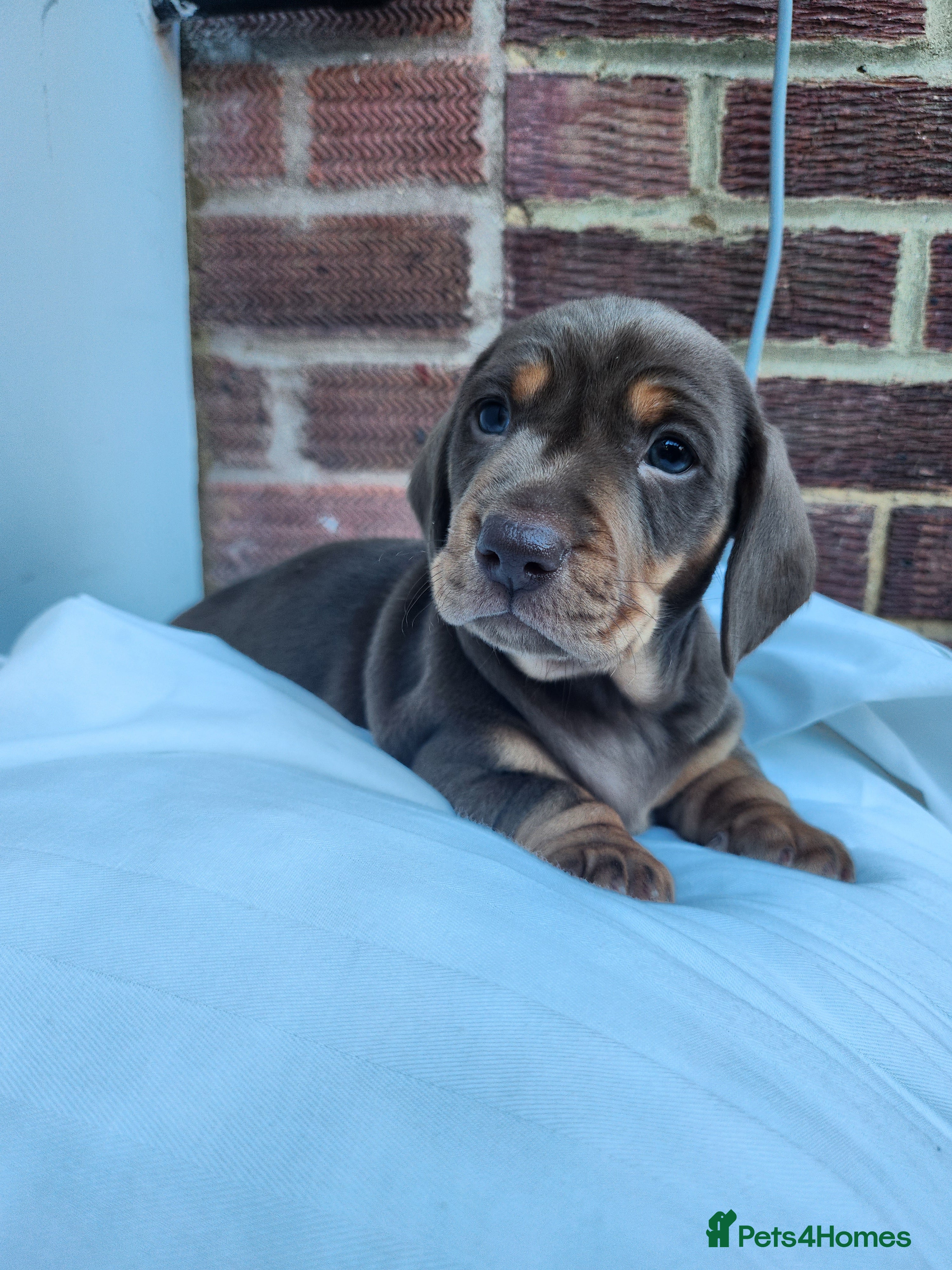 Miniature Dachshund dogs Beautiful miniature Daschunds for sale  - Advert 2