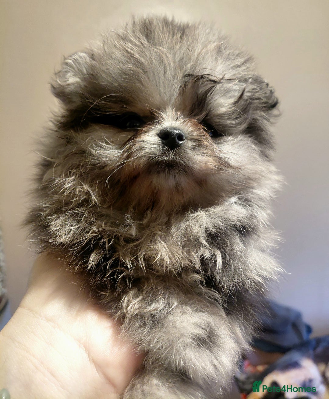 Pomeranian dogs for sale: Pomeranian puppies  - Advert 2