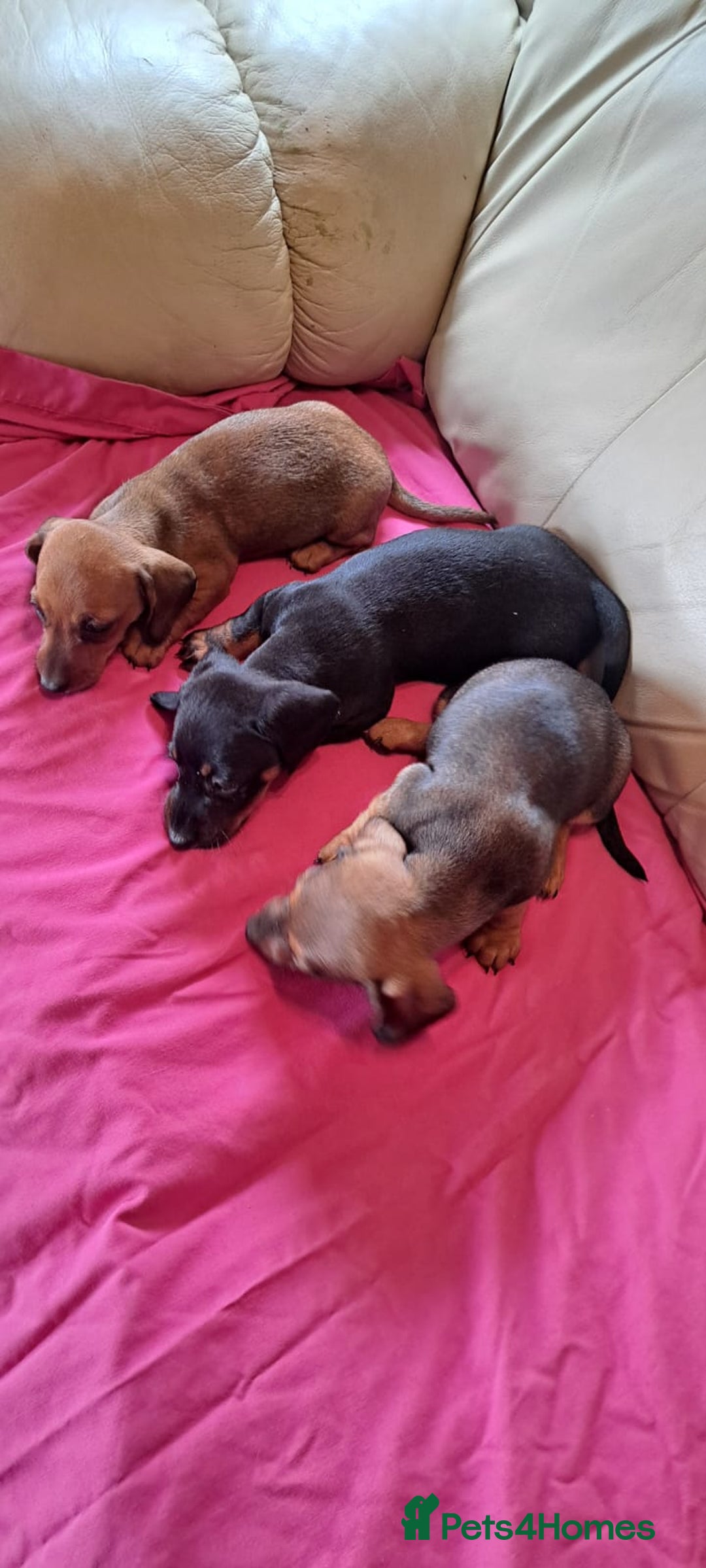 Dachshund dogs for sale: 3 miniature dachshund puppies  - Image 7