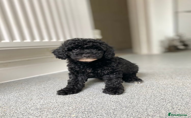 Cavapoo dogs - Advert 8