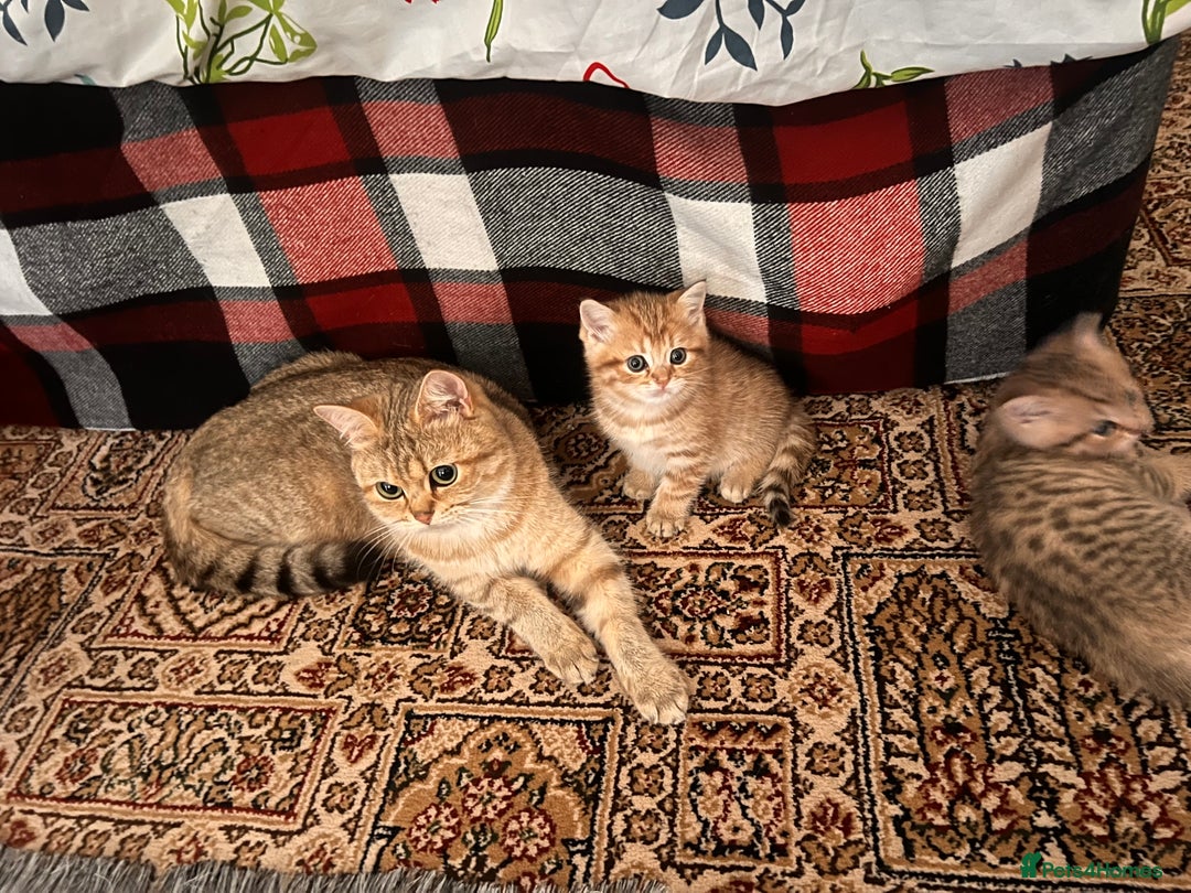 British Shorthair cats for sale: Golden bsh black tip  - Image 8