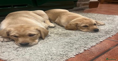 Labrador Retriever dogs Fox Red/Yellow Labrador Puppies  - Advert 14