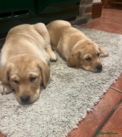 Labrador Retriever dogs Fox Red/Yellow Labrador Puppies - Advert 9