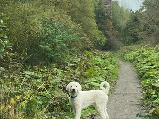 Goldendoodle dogs Multigenerational Standard Goldendoodle for Stud - Advert 10