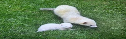 Ferret rodents for sale: Baby ferrets looking for forever homes🏡 - Advert 27