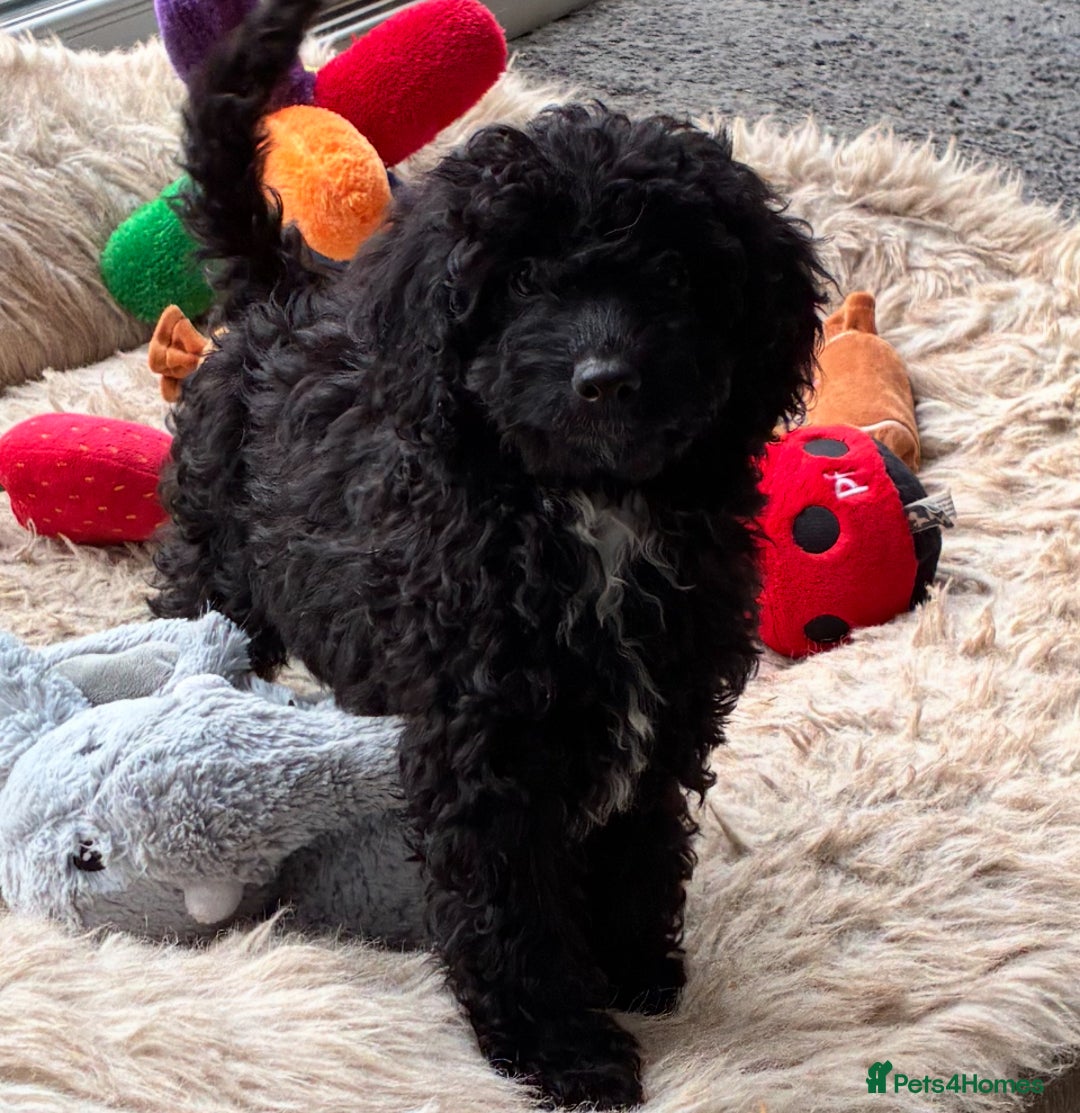 Miniature Poodle dogs for sale: Cavapoo poodle  - Image 5