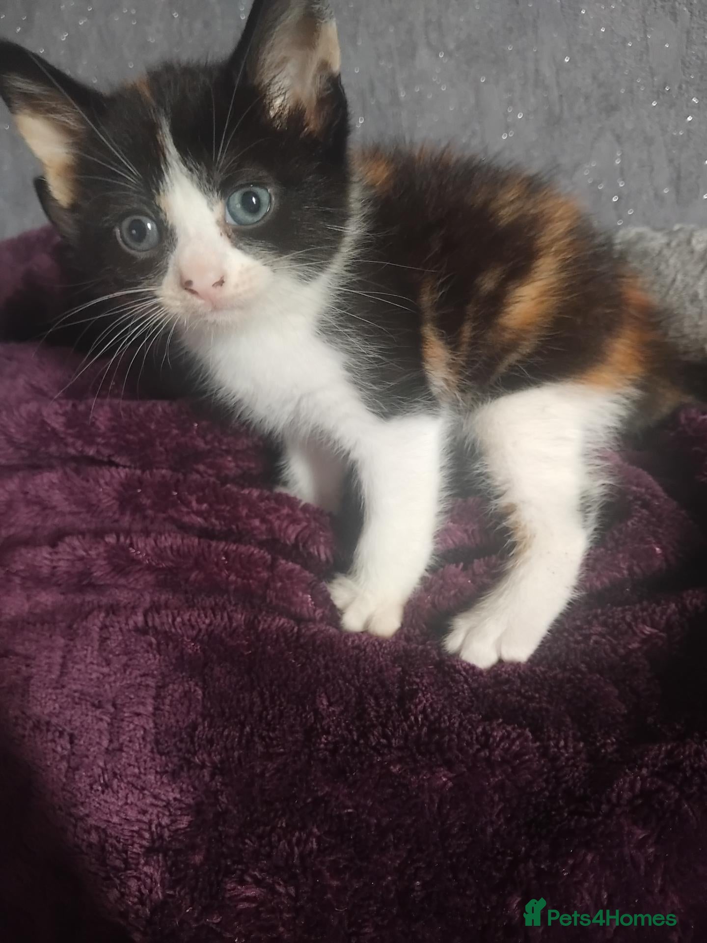 Mixed Breed cats 5 gorgeous kittens ready 28th September  - Advert 10