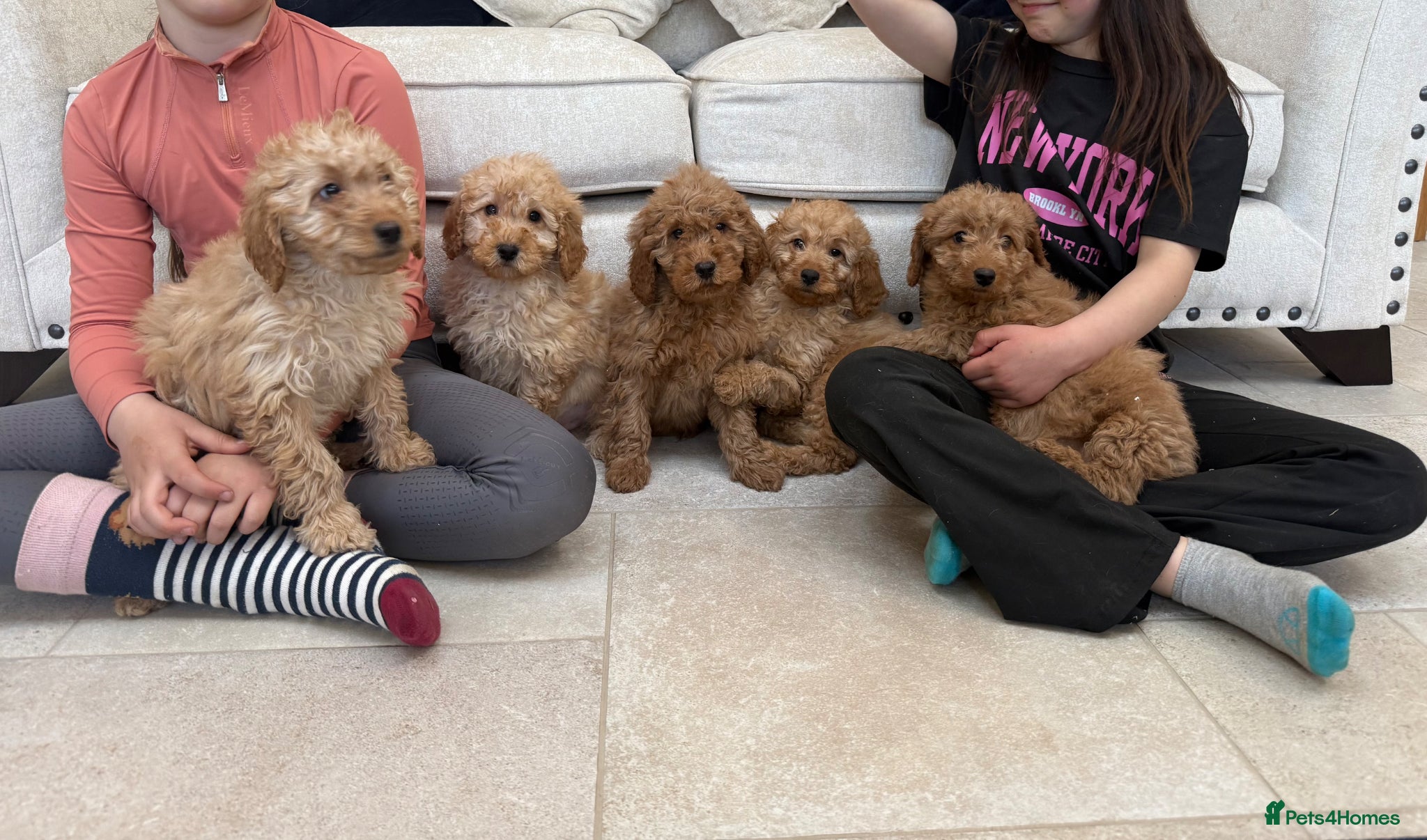 Labradoodle dogs Stunning miniature multigen labradoodle puppies - Advert 1
